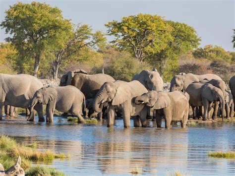 Etosha National Park Drive Botswana