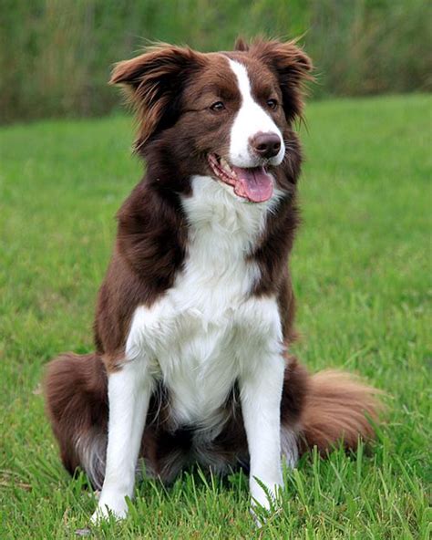 The 21 Cutest Pictures Of Red Border Collies The Paws