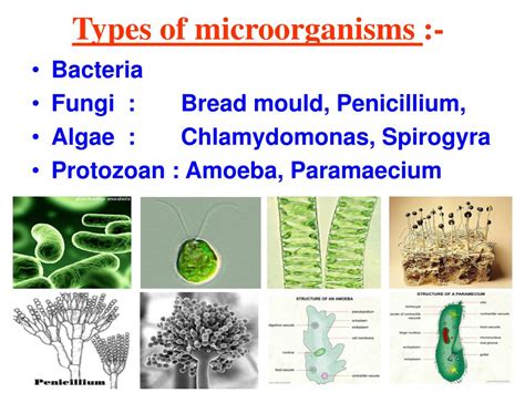 Ppt Chapter 2 Microorganisms Friend And Foe Powerpoint