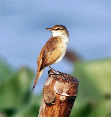 Tledekan bambu gacor , dengarkan suara burung tledekan bambu / tledekan gunung jantan gacor ini pada burung sikatan. Paling Keren 20+ Gambar Burung Flamboyan Jantan Dan Betina - Richa Gambar