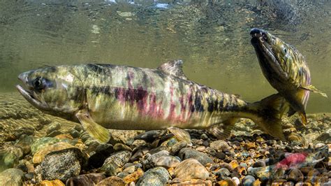 Saving Salmon In The Wild Is Chum The King Wsu News Washington
