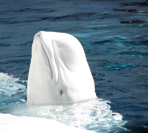 Beluga Whale Wallpapers Wallpaper Cave