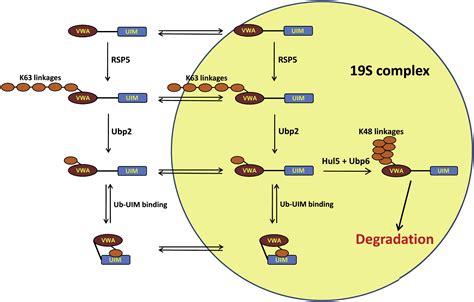 Regulating The Regulator Rsp5 Ubiquitinates The Proteasome Molecular Cell