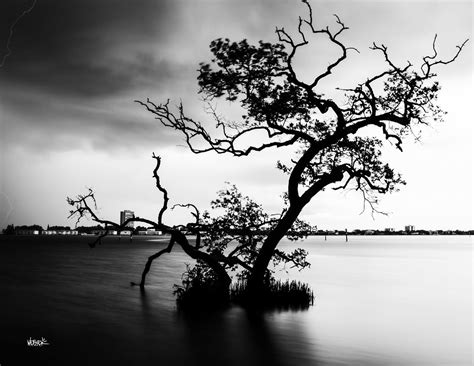 Long Exposure Long Tree Lightning Strike Bay Of Sarasota F Flickr
