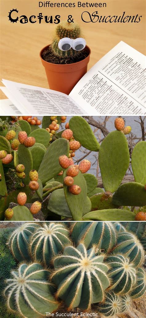 What's the Difference Between Cactus and Succulents ...