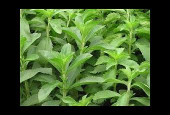 Por tal motivo, deberías darle una oportunidad a las plantas que curan la diabetes. Aprende a Sembrar Stevia la Planta que Cura la Diabetes ...