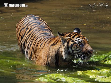 Panthera Tigris Sumatrae Pictures Sumatran Tiger Images Nature