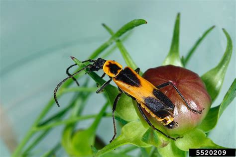 Colorado Plains Soldier Beetle Chauliognathus Basalis