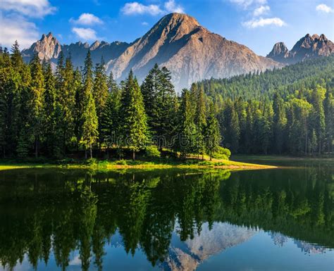 Spruce Trees Near The Lake In Mountains Stock Image Image Of National