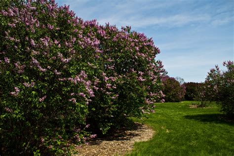 Pruning should be completed before the fruit trees begin to break bud (leaf out) in early spring. Iowa Grasslands: Lilacs