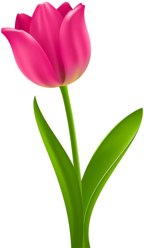 Pinktuliptransparentclipart Clip Art Pink Tulips Tulips