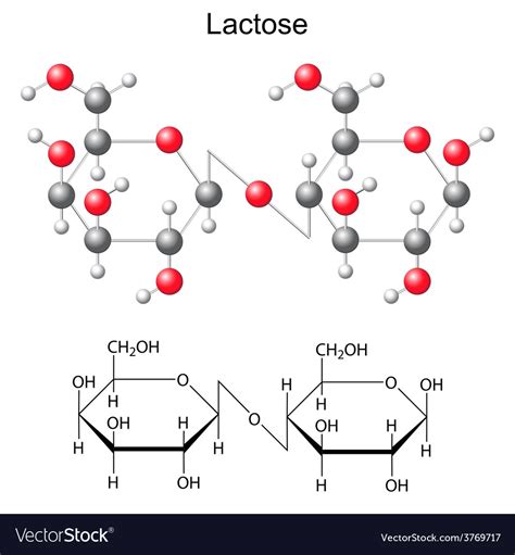 Chemical Formula And Model Of Lactose Molecule Vector Image