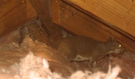 They can live comfortably in an attic. Scratching Sounds in the Attic or Walls - Animals