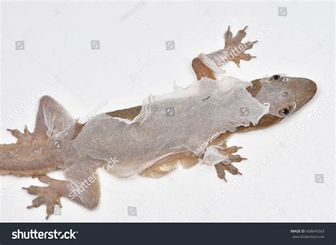 1134 Lizard Shedding Skin Images Stock Photos And Vectors Shutterstock