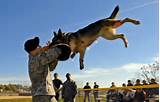 Pictures of Dog Handler Army Training