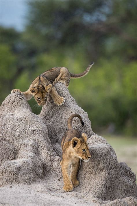 Finalists Of The 2020 Comedy Wildlife Photography Awards Show How Funny