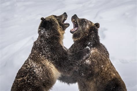 Magnificent Grizzly Bears Playing Wrestling Fighting Monta Flickr