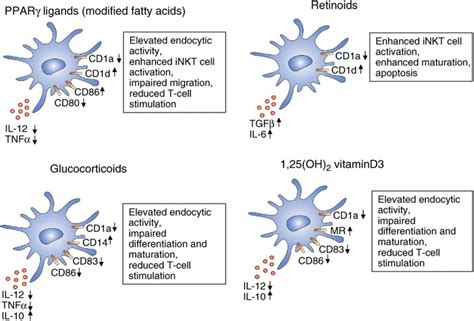 Effects Of Nuclear Receptor Agonists On The Immunophenotype Of DCs