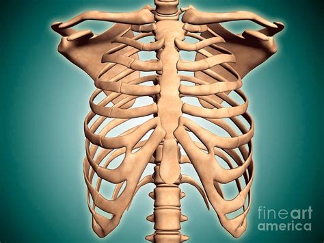 In this episode we'll learn about the simple structure of the rib cage and have a look at the detailed anatomical parts of the ribs. Honors Anatomy and Physiology