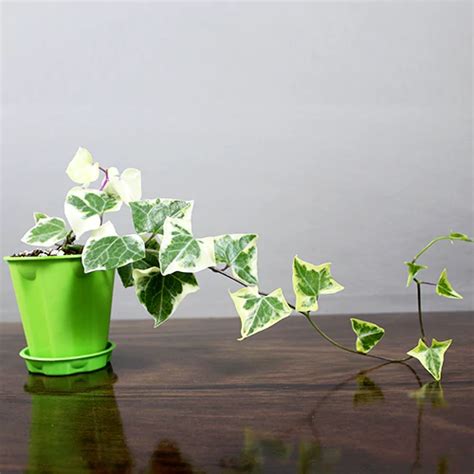 English Ivy Variegated Hedera Helix Plants Nursery Nisarga