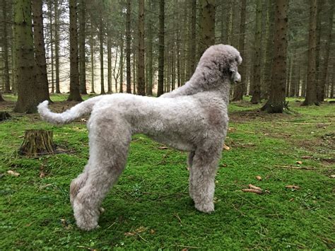 They are a true companion that loves cuddles and attention from their humans, has a plush although allergies vary, teddy bear puppies can be a great fit for people with slight allergies. Pin on Teddy Bear