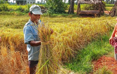 Cambodia Rice Exports Drop 84 Jan Sep ⋆ Cambodia News English