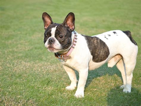 All family members will need to adhere to the trial and not give your pet any treats, medications, or supplements not approved by the veterinarian. Bulldog Allergies - Pet Ponder