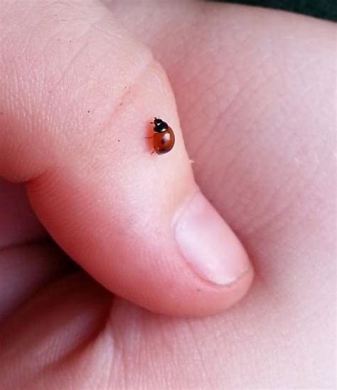 Tiny Ladybug Exochomus Bugguidenet