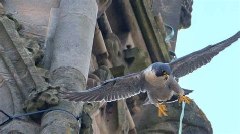 Worcester Cathedral Welcomes First Peregrine Chicks For 12 Years Bbc News