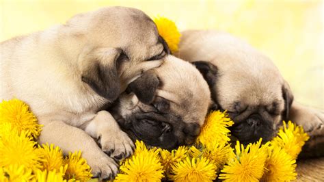 Download pug puppy images and photos. VIDEO: Watch as these adorable sleepy pug puppies go to bed - 6abc Philadelphia