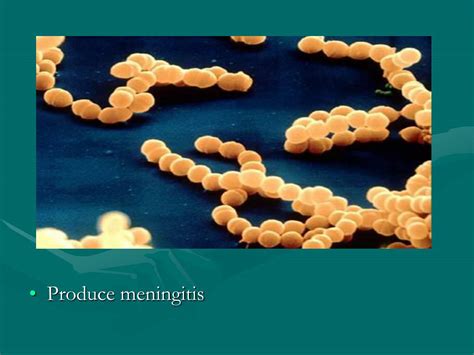 Ppt Bacterias Patogenas Powerpoint Presentation Free Download Id