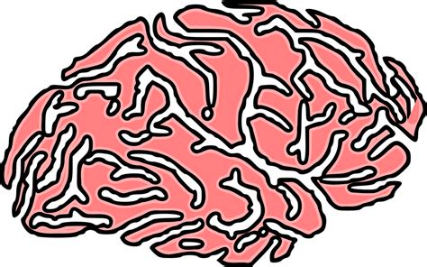 Brain Human Cerebrum Free Vector Graphic On Pixabay