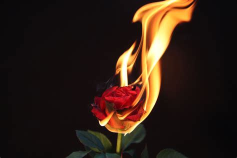 Everything Ends In Heartbreak Burning Flowers Burning Rose Rose On