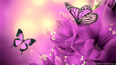 Download Purple Flowers Butterflies Hd Wallpapers Desktop Background