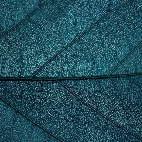 Leaf Blue Dark Nature Texture Pattern Ipad Pro Wallpapers Free Download