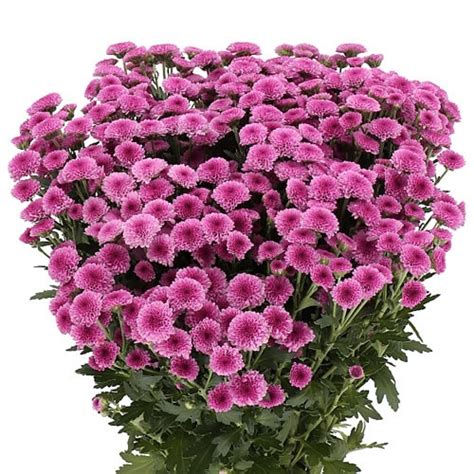 Chrysant San Madiba Purple Tyolo Cm Wholesale Dutch Flowers