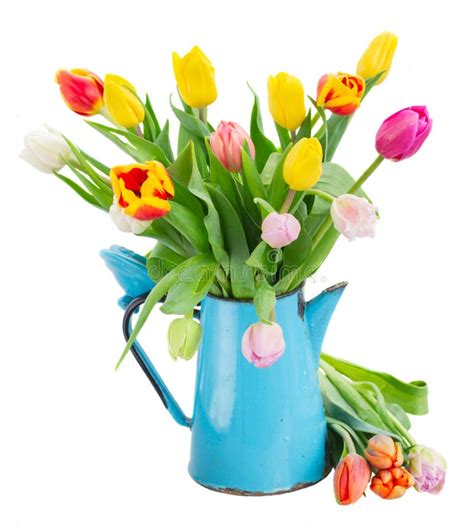 Bouquet Of Multicolored Tulip Flowers In Blue Pot Stock Photo Image