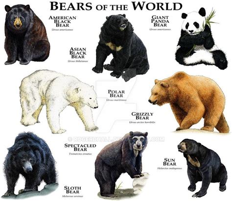 Bears Of The World Của Rogerdhall Trên Deviantart Động Vật Mèo Nghệ