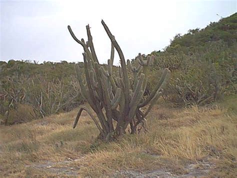 Para esta excursión por un bosque de más de 4.400 hectáreas bajo el sol. ||Casas en venta en guanicauerto rico||: ||putas de ...