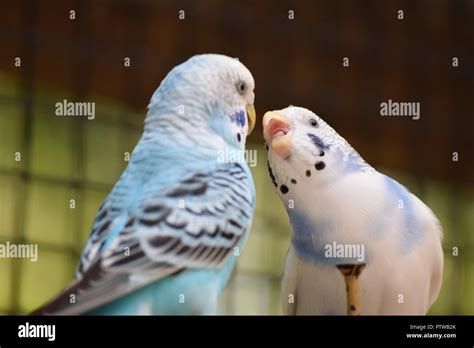 Parakeet Open Mouth Showing Tongue Hi Res Stock Photography And Images