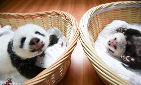 Giant Panda Cubs Make Their Debut At Chinese Breeding Centre In Sichuan
