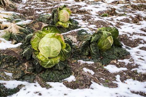 Una ricetta regionale tradizionale tipica della lombardia, la cassoeula : Il decalogo della cassoeula milanese - La Cucina Italiana