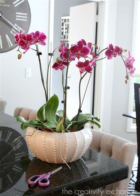 Decorating With Orchids And A Great Trick For Growing Them Growing Orchids Orchids Orchid