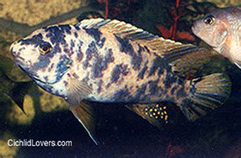 Labeotropheus fuelleborni "marmalade" - Cichlid Lovers ...