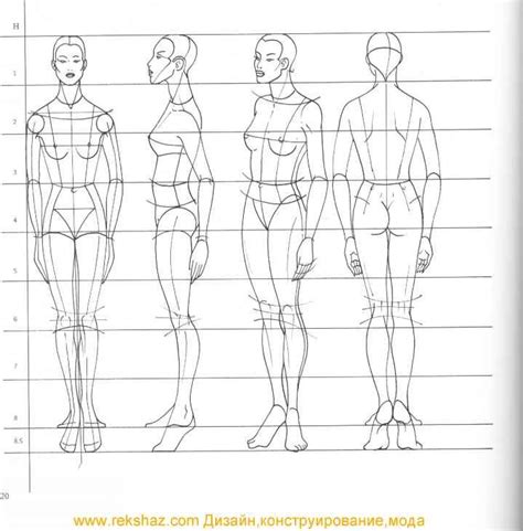 Fashion Design Body Proportion Sections Drawing Body Proportions