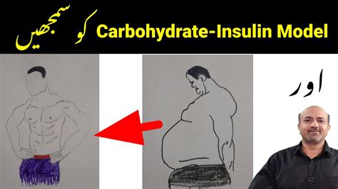 What Is Carbohydrate Insulin Model What Are Best Dietry Modifications