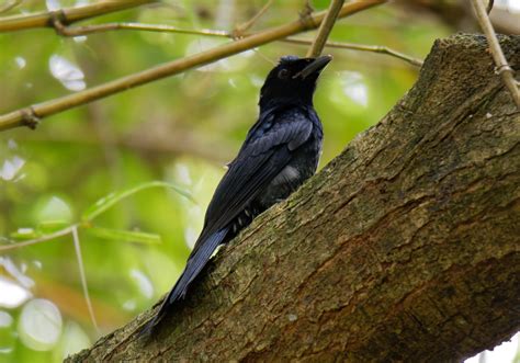 Burung Srigunting Gagak Dicrurus Annectans Bali Wildlife