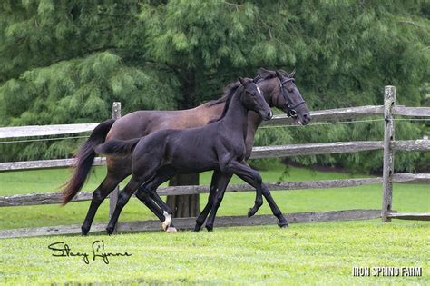 Promise Isf Stard Oc Isf Developing Warmblood Horses Iron Spring Farm