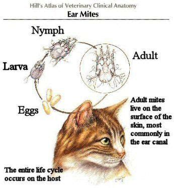 Outdoor cats are at greater risk for ear mite infestations than indoor cats because they are more likely to contact with other infected cats or wildlife. The life cycle of the ear mite is only three weeks long ...