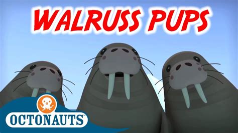 Octonauts Walruss Pups Full Episode Cartoons For Kids Youtube